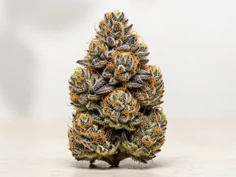 תמונת זן Granddaddy Purple IL