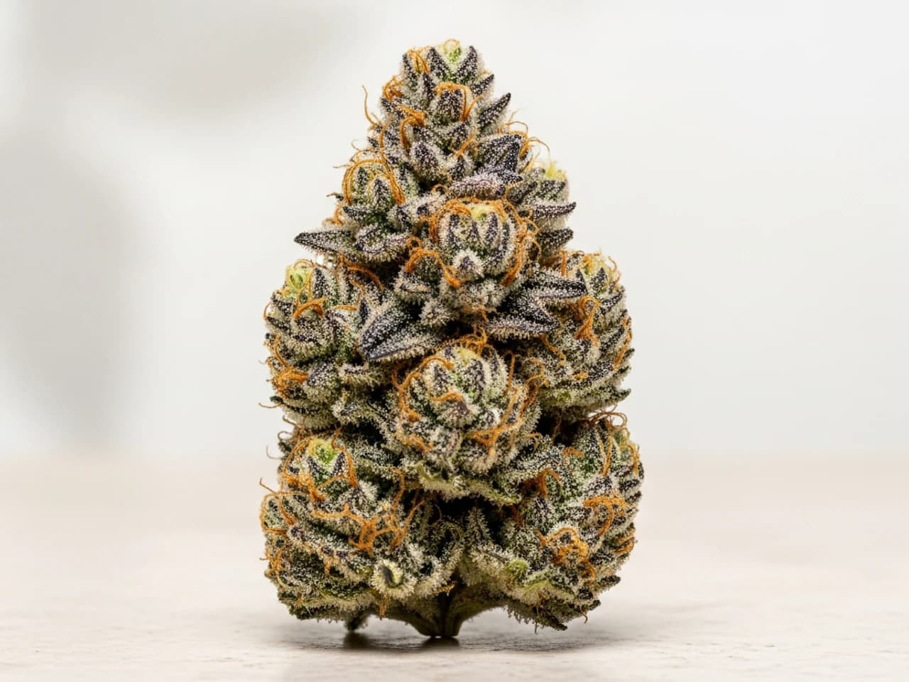 תמונת זן Granddaddy Purple IL